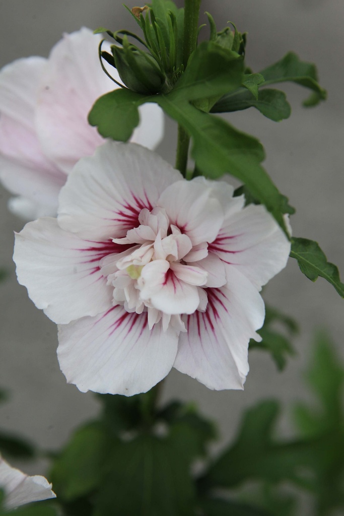 HIBISCUS SYRIACUS STARBURST CHIFFON