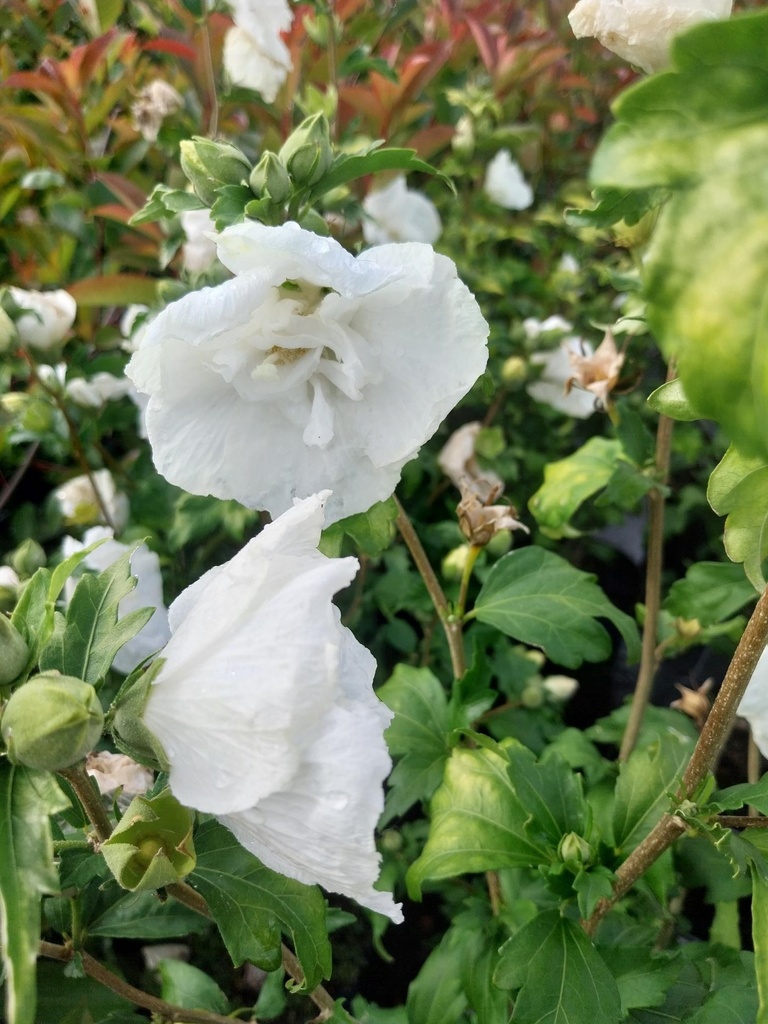[HSWCH40] HIBISCUS SYRIACUS WHITE CHIFFON (Pot 3 litres, 40-50 cm)