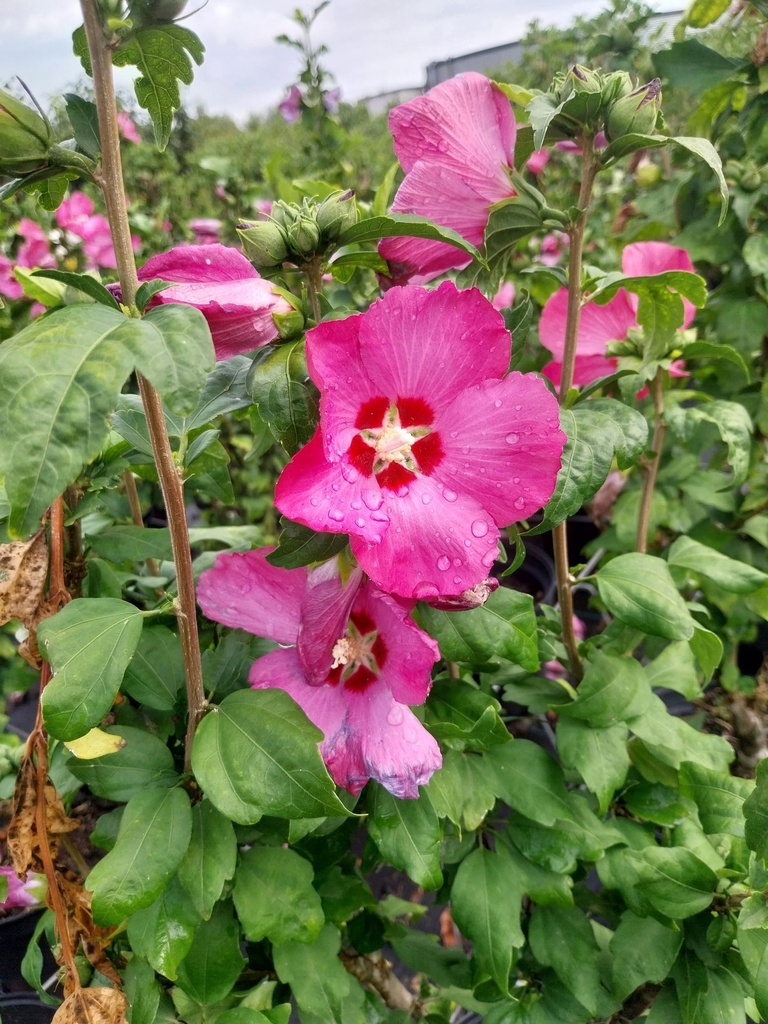 HIBISCUS SYRIACUS 'WOODBRIDGE'