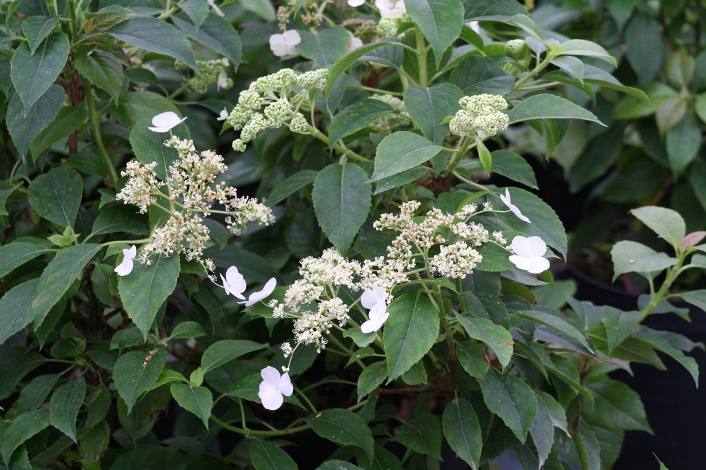 HYDRANGEA ANOMALA PETIOLARIS 'SEMIOLA®'