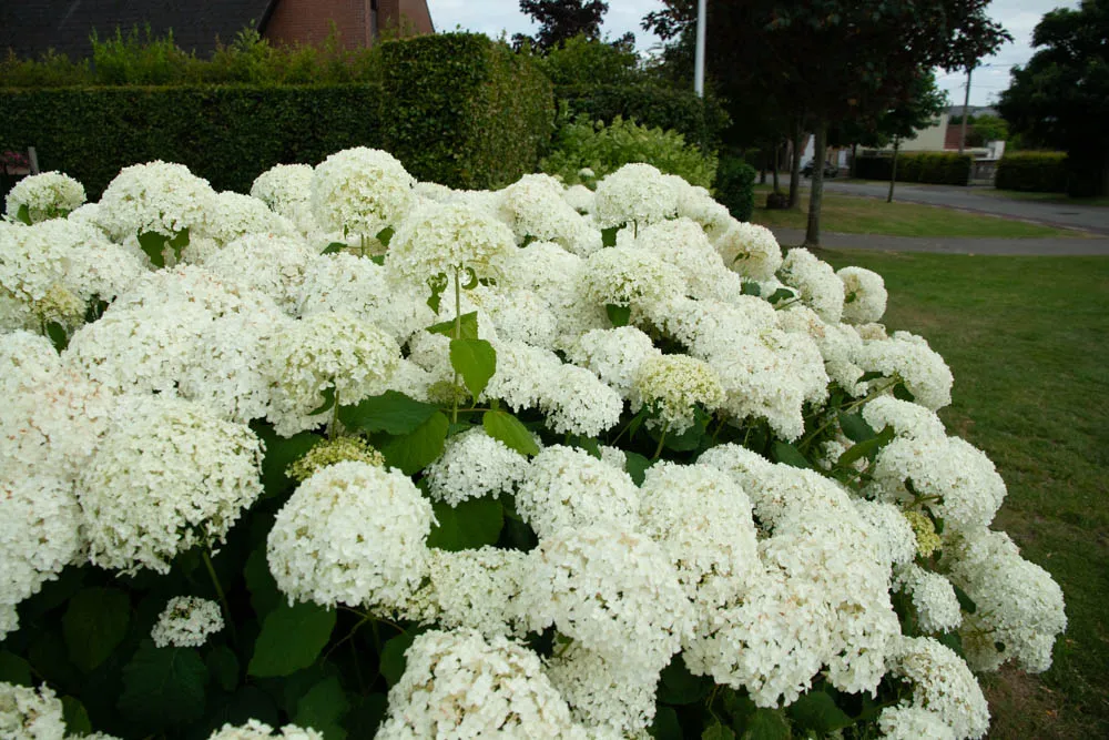 [HAAN3] HYDRANGEA ARBORESCENS 'ANNABELLE' (Pot 2 liter, 30-40 cm)