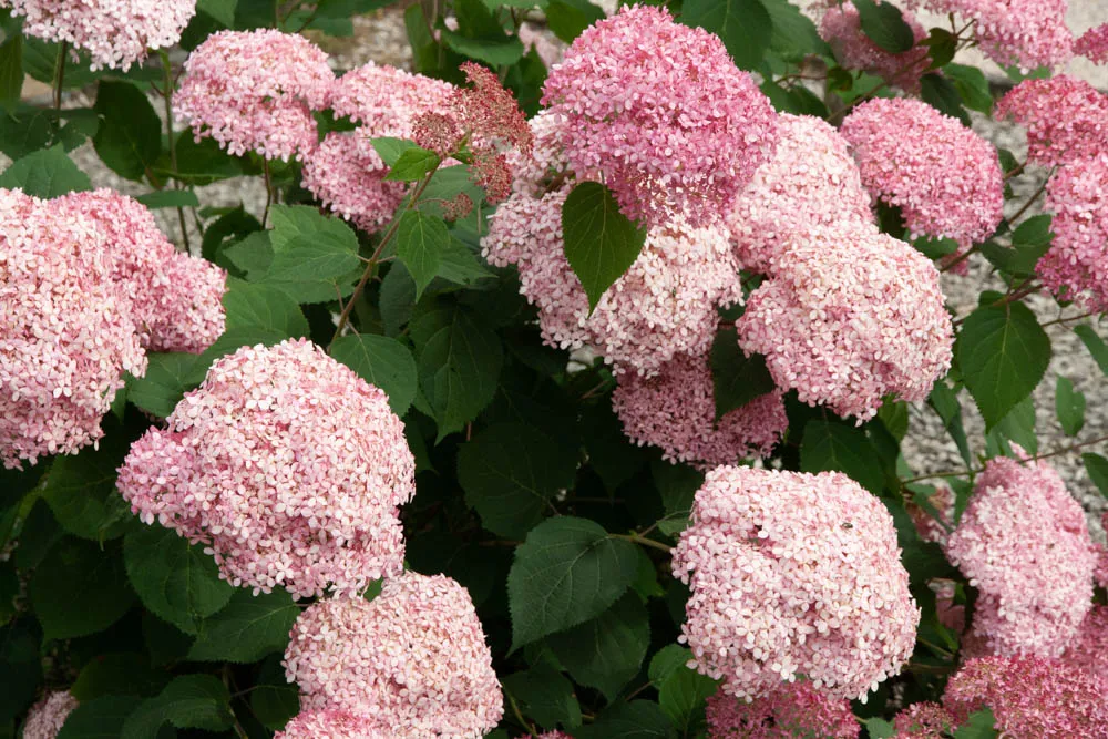 [xx] HYDRANGEA ARBORESCENS PROVEN WINNERS® PINK ANNABELLE (Pot 3 litres, 30-40 cm)