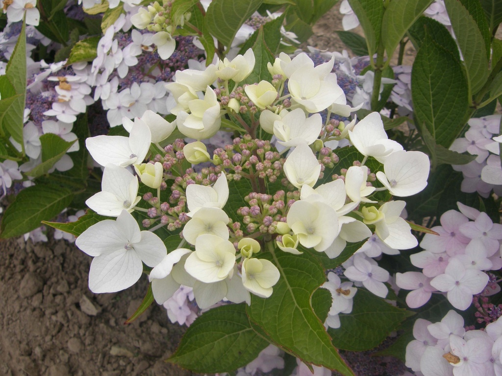 HYDRANGEA CLOUDI