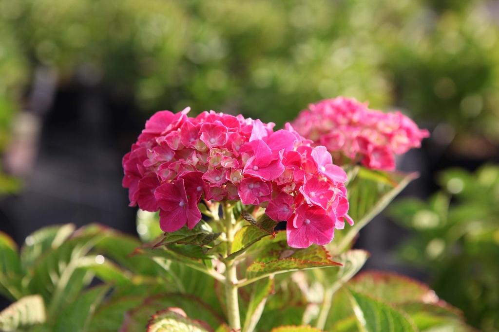 HYDRANGEA MACROPHYLLA 'ALPENGLUEHEN'