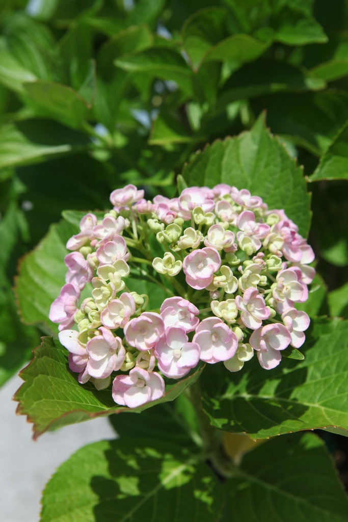 HYDRANGEA MACROPHYLLA 'AYESHA'