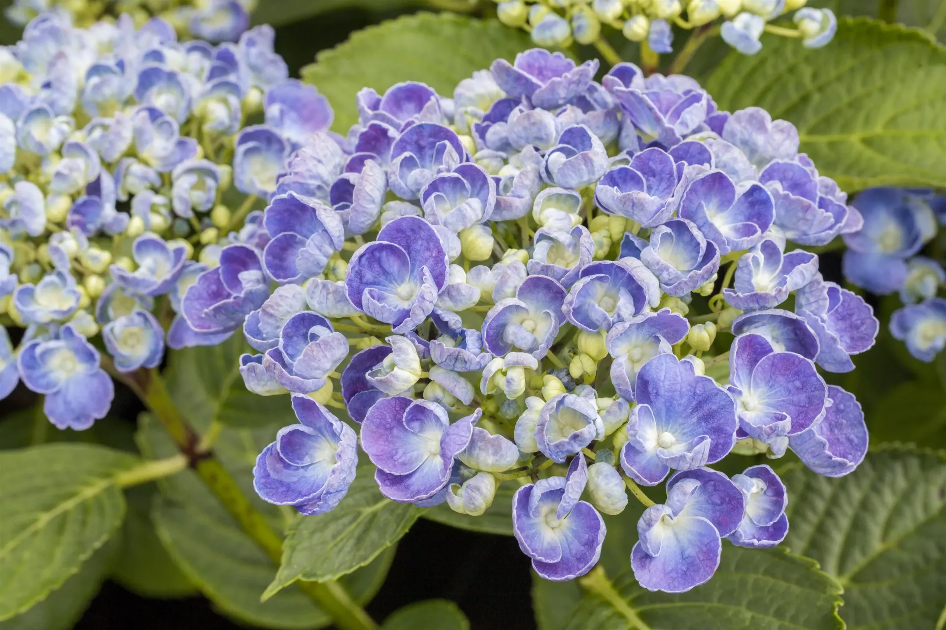 [xx] HYDRANGEA MACROPHYLLA 'AYESHA' (Pot, 60-80 cm)
