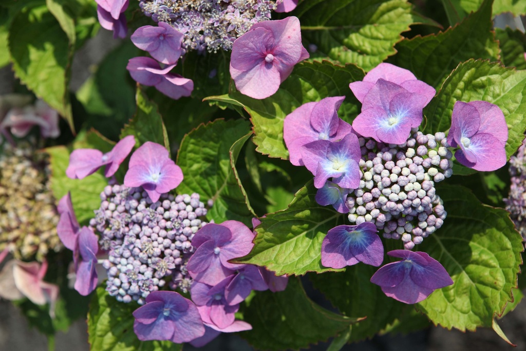 HYDRANGEA MACROPHYLLA 'BLAUMEISE'