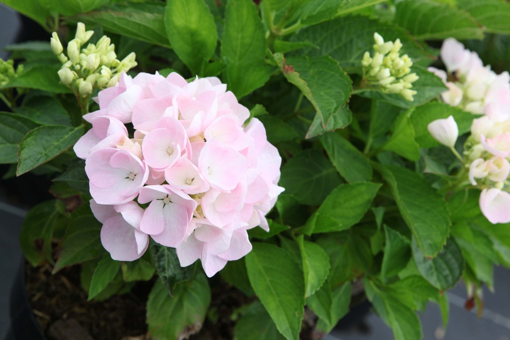 HYDRANGEA MACROPHYLLA 'BLUE DANUBE (BLAUE DONAU)'