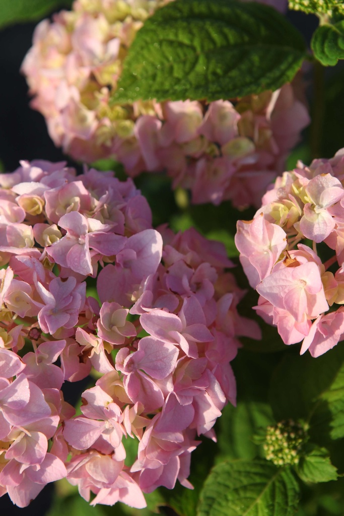 HYDRANGEA MACROPHYLLA 'BOUQUET ROSE'