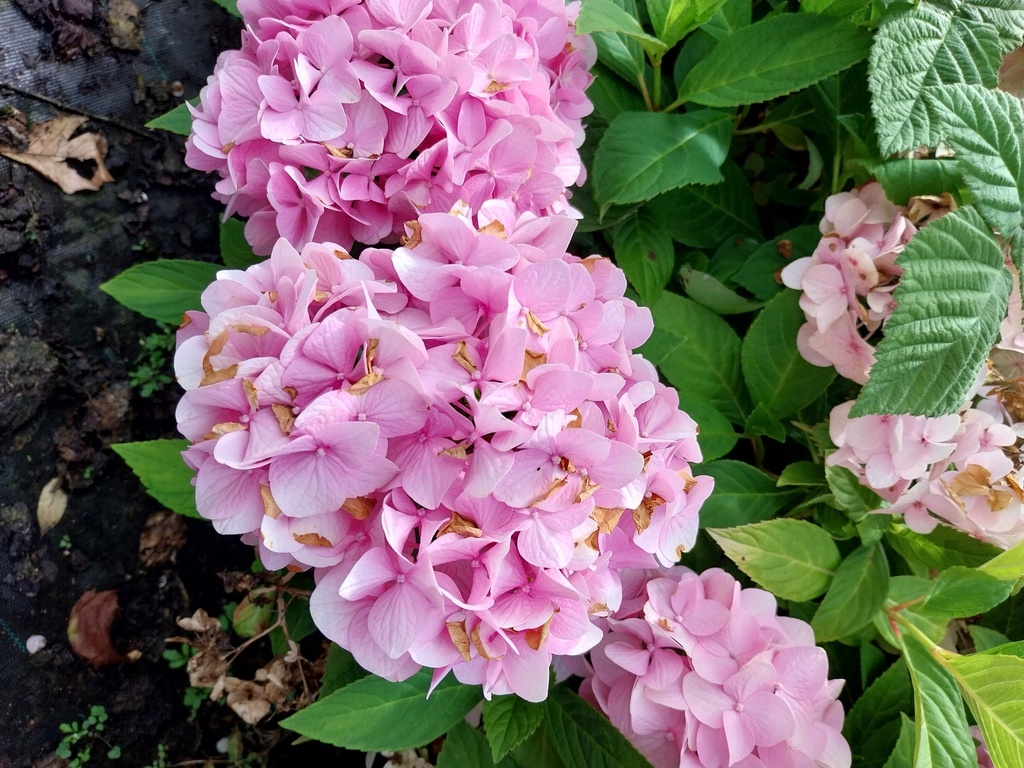 [xx] HYDRANGEA MACROPHYLLA 'BOUQUET ROSE' (Pot, 60-80 cm)