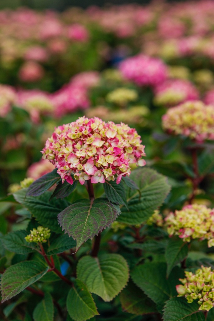 HYDRANGEA MACROPHYLLA ENDLESS SUMMER® BLOOMSTAR®