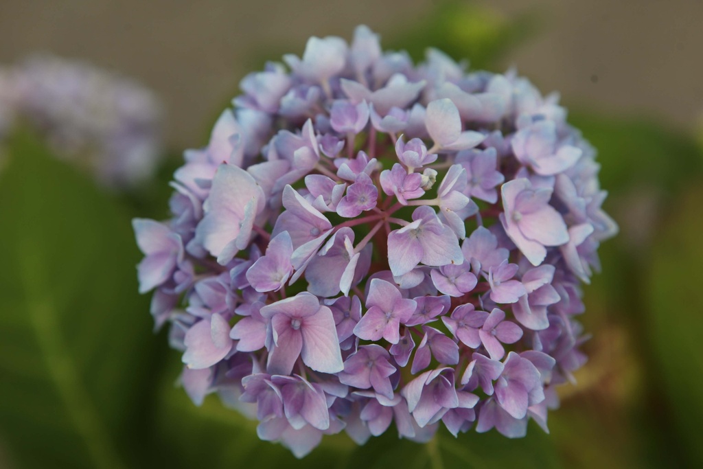 HYDRANGEA MACROPHYLLA ENDLESS SUMMER® THE ORIGINAL