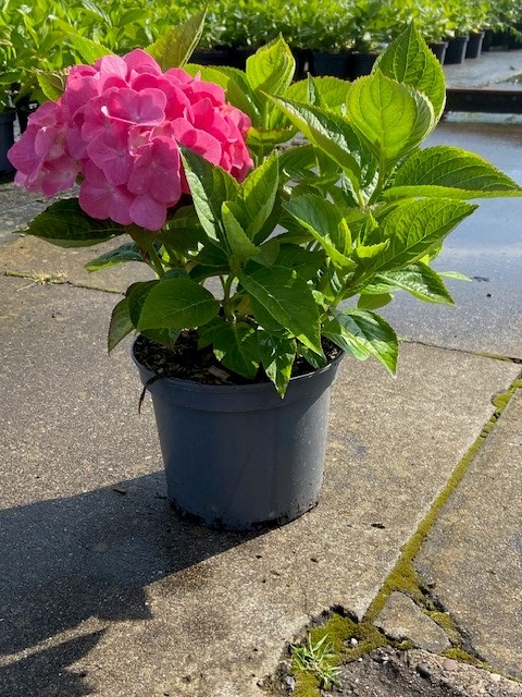 [HMKGE3] HYDRANGEA MACROPHYLLA 'KING GEORGE V' (Pot 3 liter, 25-30 cm)