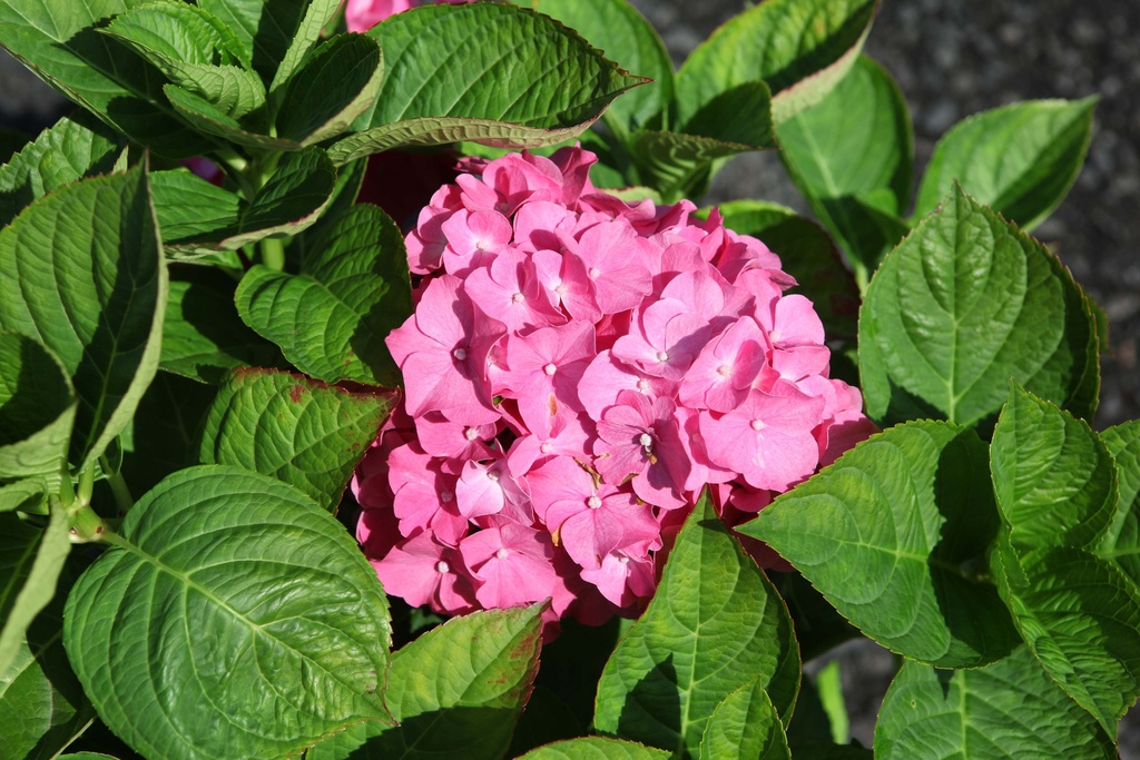 HYDRANGEA MACROPHYLLA 'KING GEORGE V'