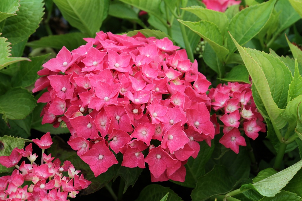 HYDRANGEA MACROPHYLLA 'LEUCHTFEUER'