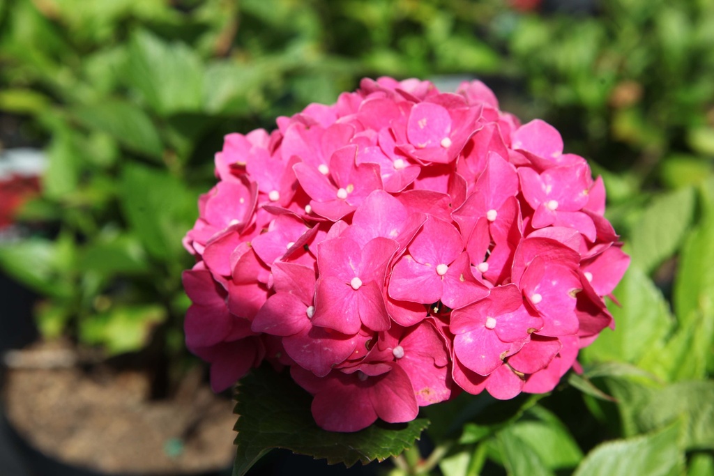 HYDRANGEA MACROPHYLLA 'LEUCHTFEUER'