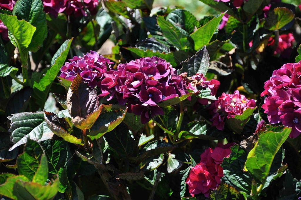 HYDRANGEA MACROPHYLLA 'MERVEILLE SANGUINEA'
