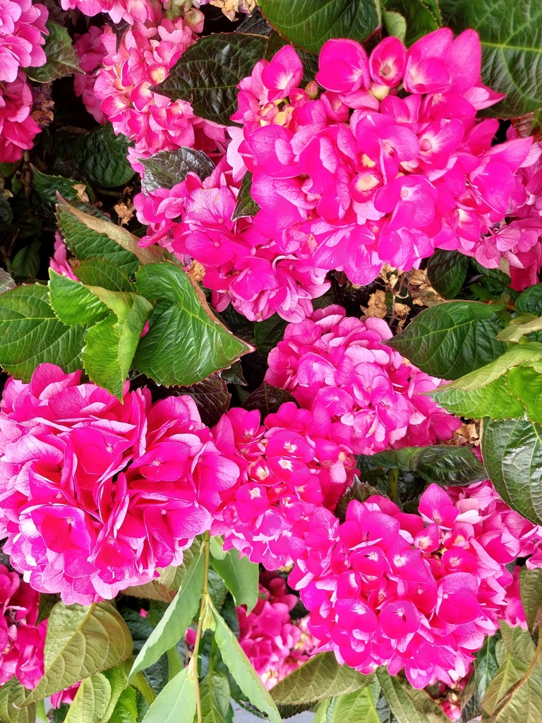 [HMMSA3] HYDRANGEA MACROPHYLLA 'MERVEILLE SANGUINEA' (Pot 3 liter, 25-30 cm)