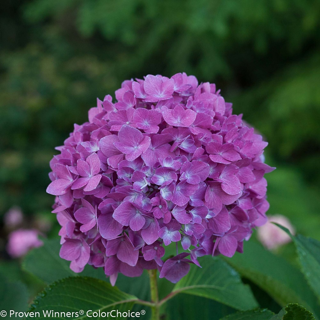 HYDRANGEA MACROPHYLLA PROVEN WINNERS® FLAIR & FLAVOURS® BLACKCURRANT MUFFIN