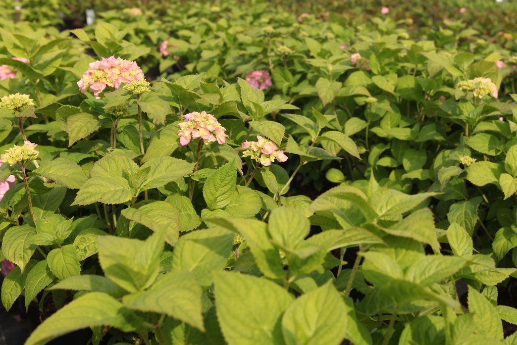 HYDRANGEA MACROPHYLLA 'ROSITA'