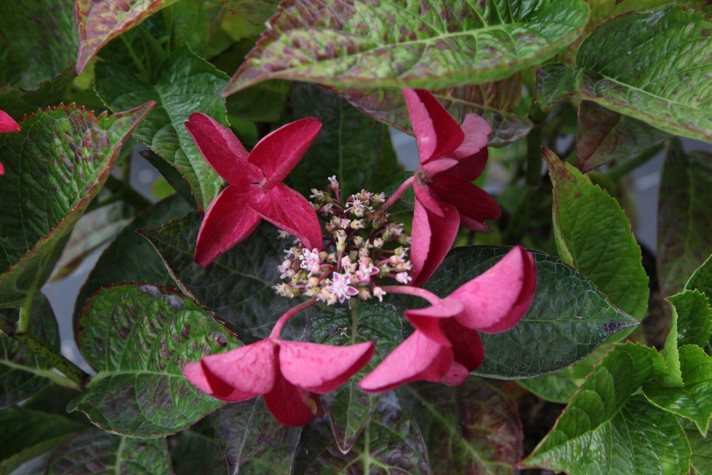 HYDRANGEA MACROPHYLLA 'ROTSCHWANZ'
