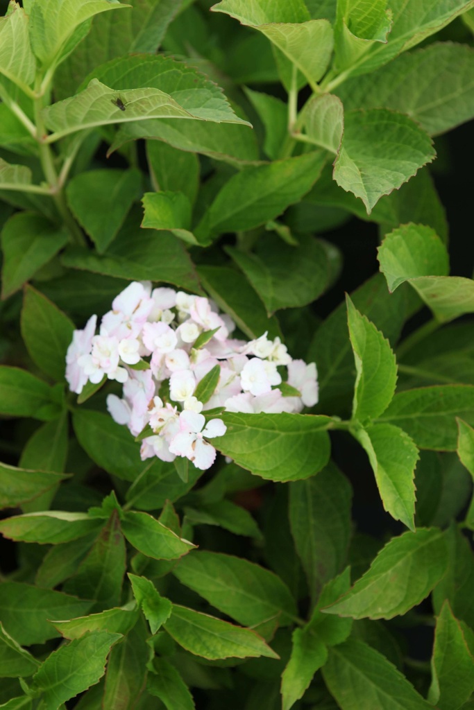 HYDRANGEA MACROPHYLLA 'SOEUR THÉRÈSE'
