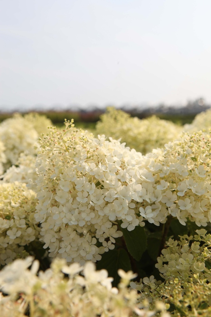 HYDRANGEA PANICULATA BOBO