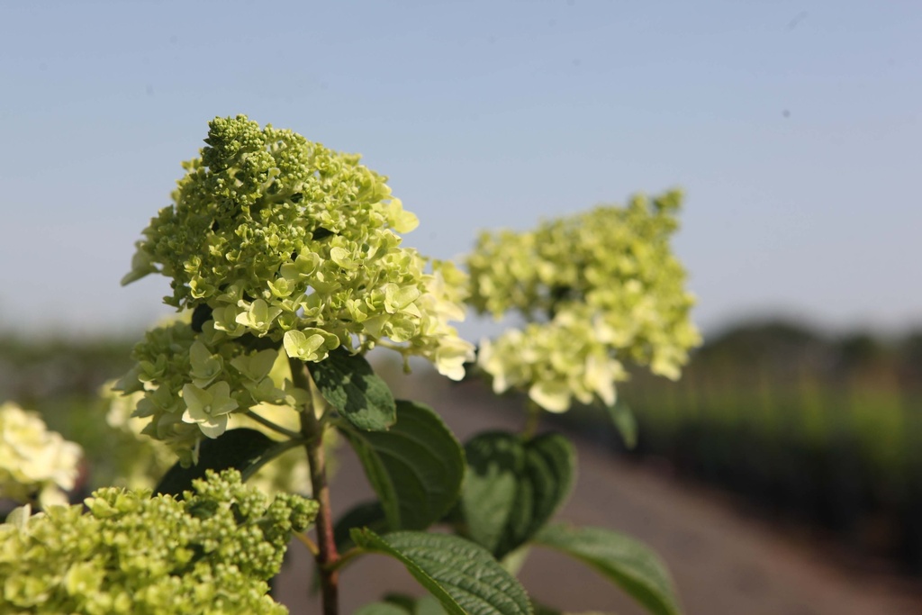 HYDRANGEA PANICULATA FIRST EDITIONS® LITTLE HOTTIE