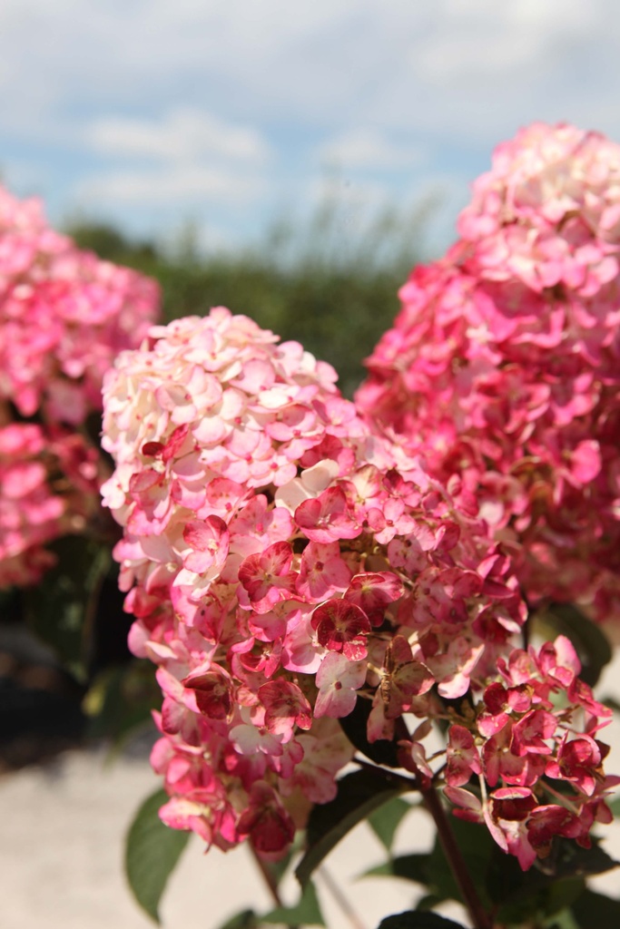 HYDRANGEA PANICULATA FRAMBOISINE