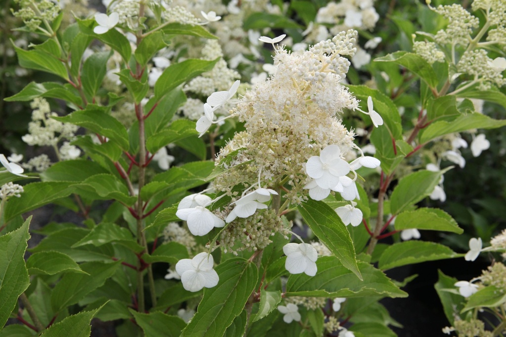 HYDRANGEA PANICULATA 'KYUSHU'