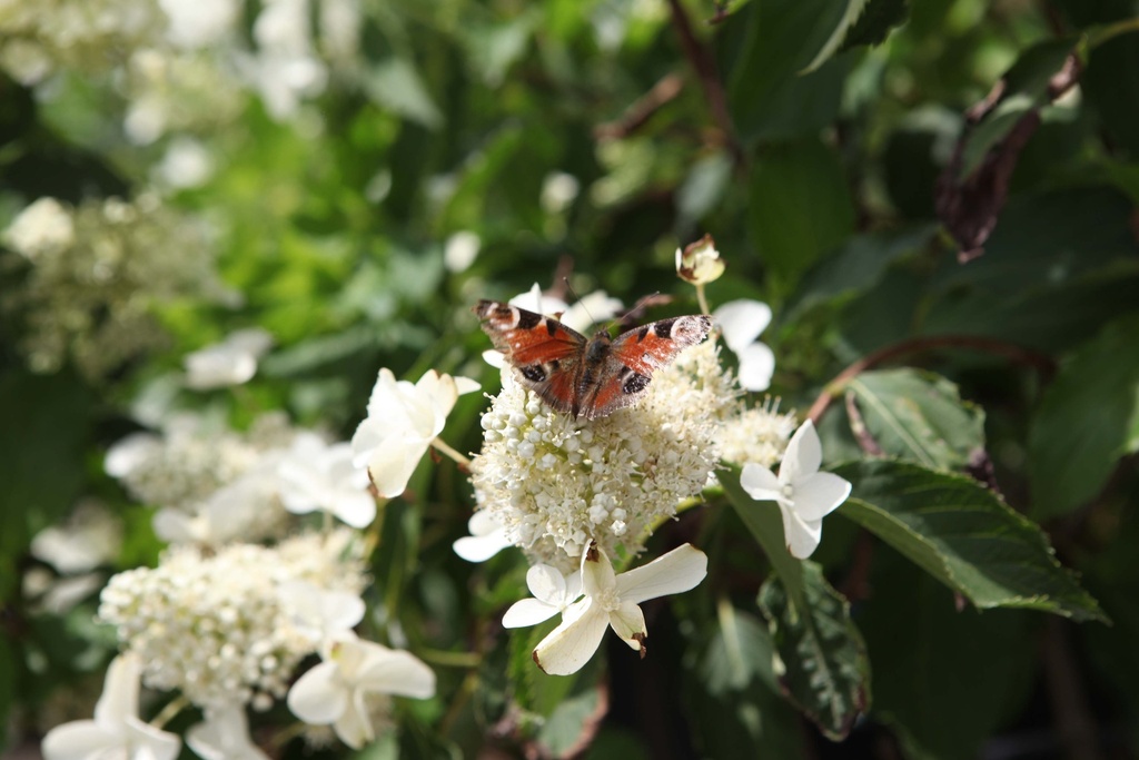 HYDRANGEA PANICULATA 'LEVANA'