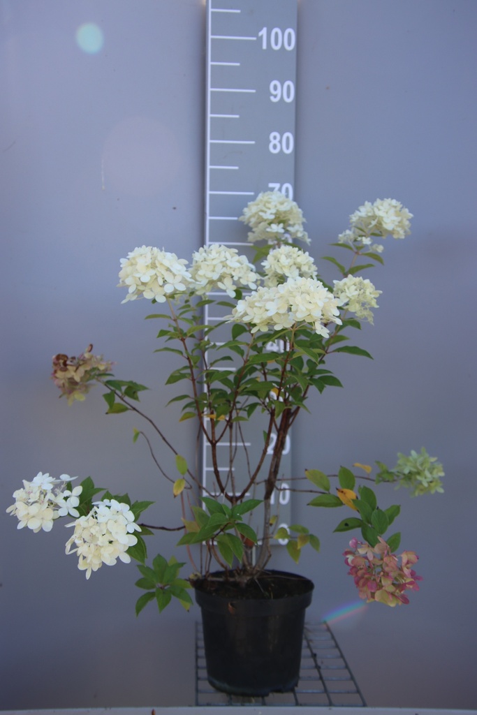 HYDRANGEA PANICULATA 'LIMELIGHT'
