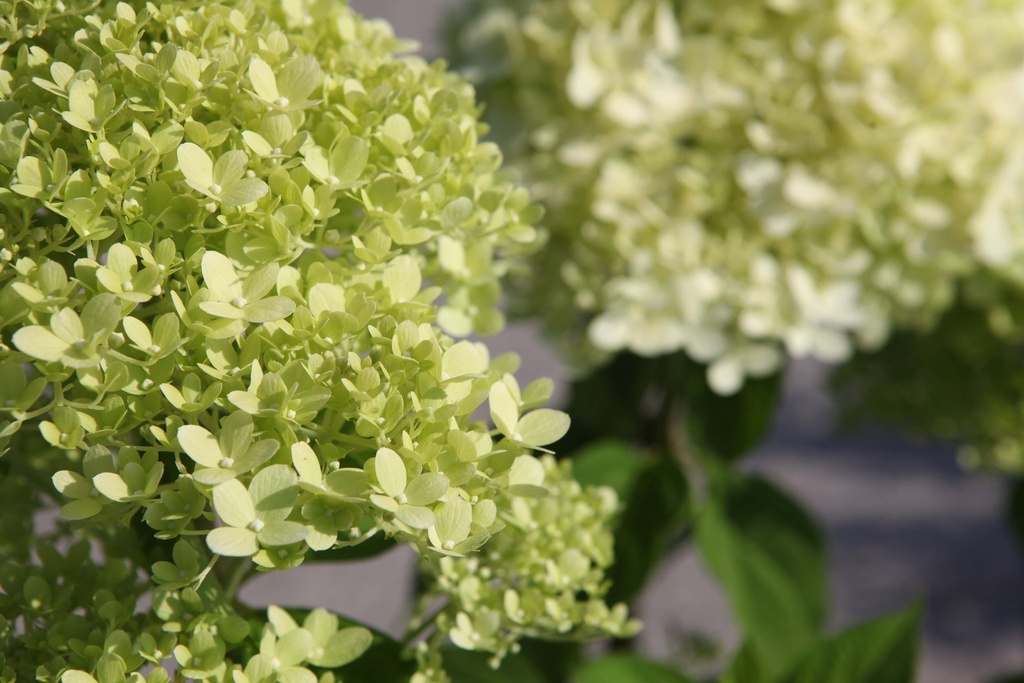HYDRANGEA PANICULATA 'LIMELIGHT'