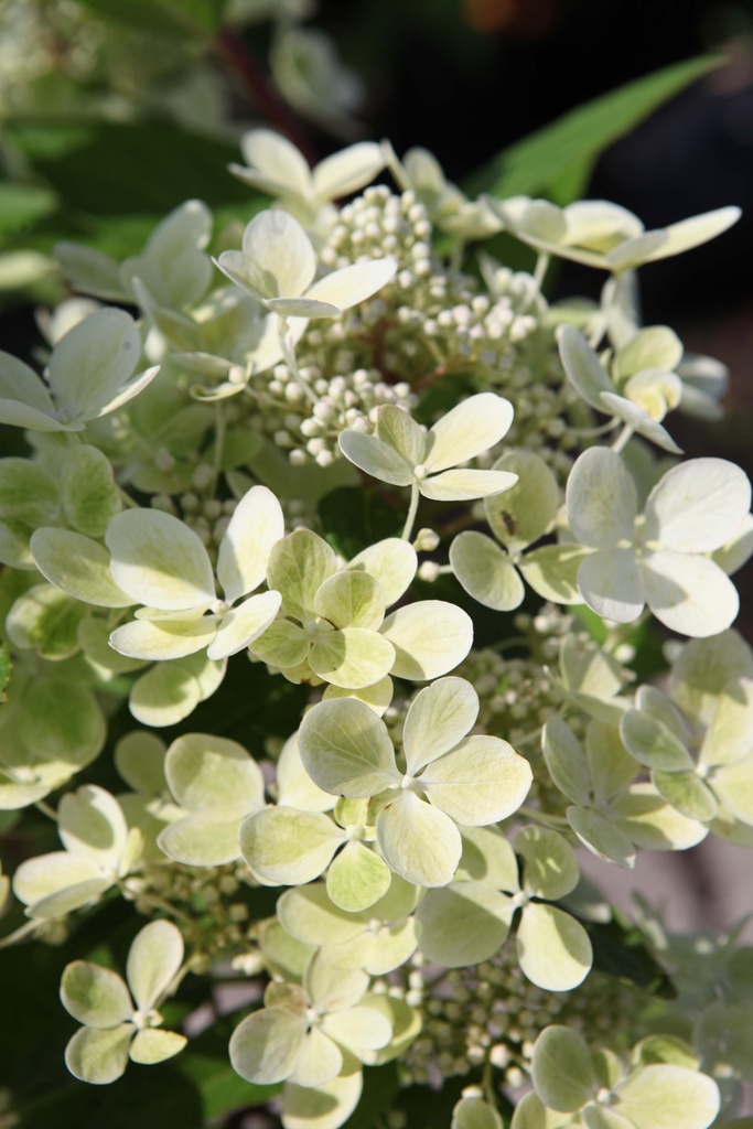 HYDRANGEA PANICULATA PASTELGREEN
