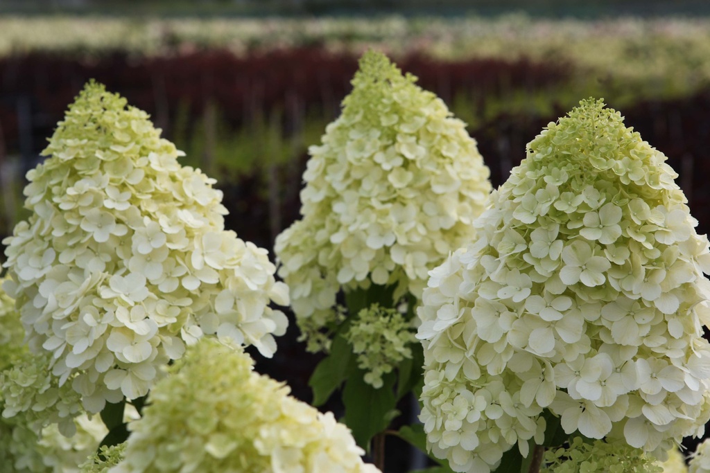 [HPPBE100C] HYDRANGEA PANICULATA 'POLAR BEAR' (Pot, 100-125 cm)