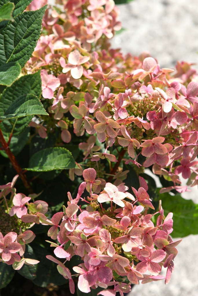 HYDRANGEA PANICULATA POLESTAR (OPHELIA)