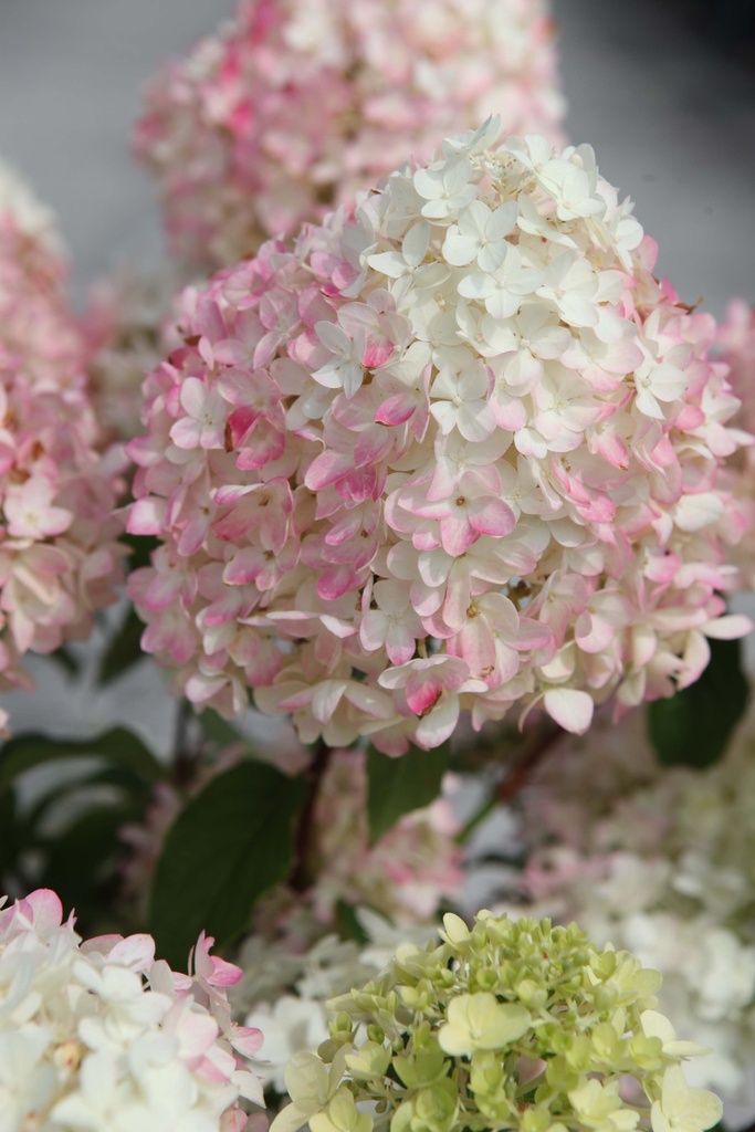 HYDRANGEA PANICULATA PROVEN WINNERS® PINKACHU