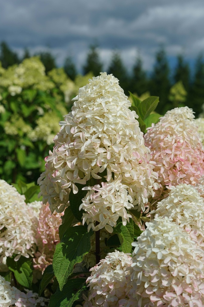 HYDRANGEA PANICULATA PROVEN WINNERS® QUICK FIRE FAB