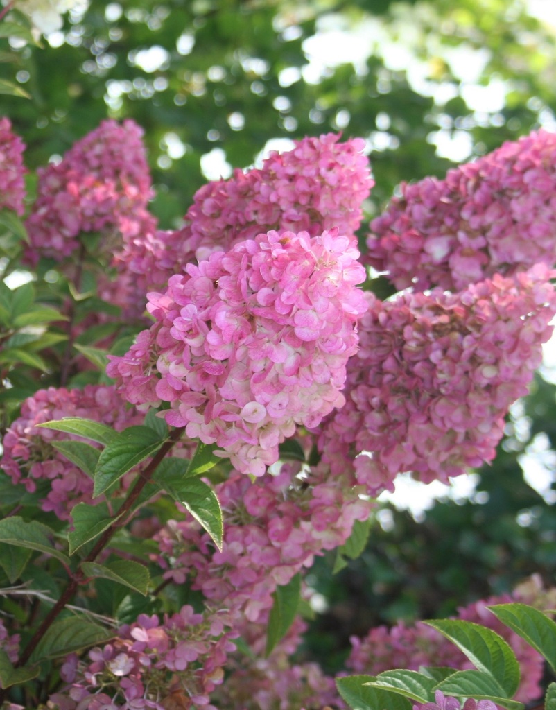 [HPSFR3] HYDRANGEA PANICULATA SUNDAE FRAISE (Pot 3 litres, 30-40 cm)