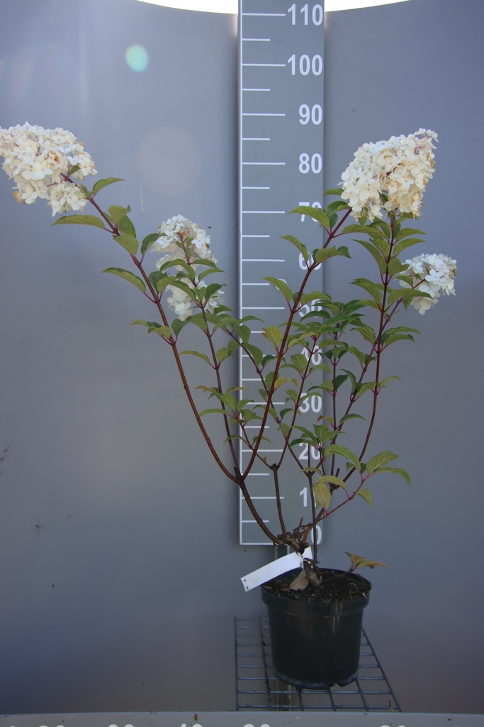 HYDRANGEA PANICULATA 'VANILLE FRAISE'