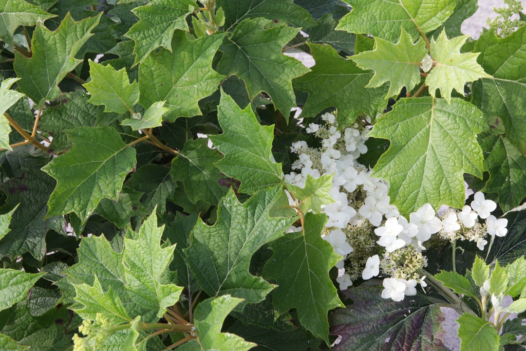HYDRANGEA QUERCIFOLIA 'BURGUNDY'