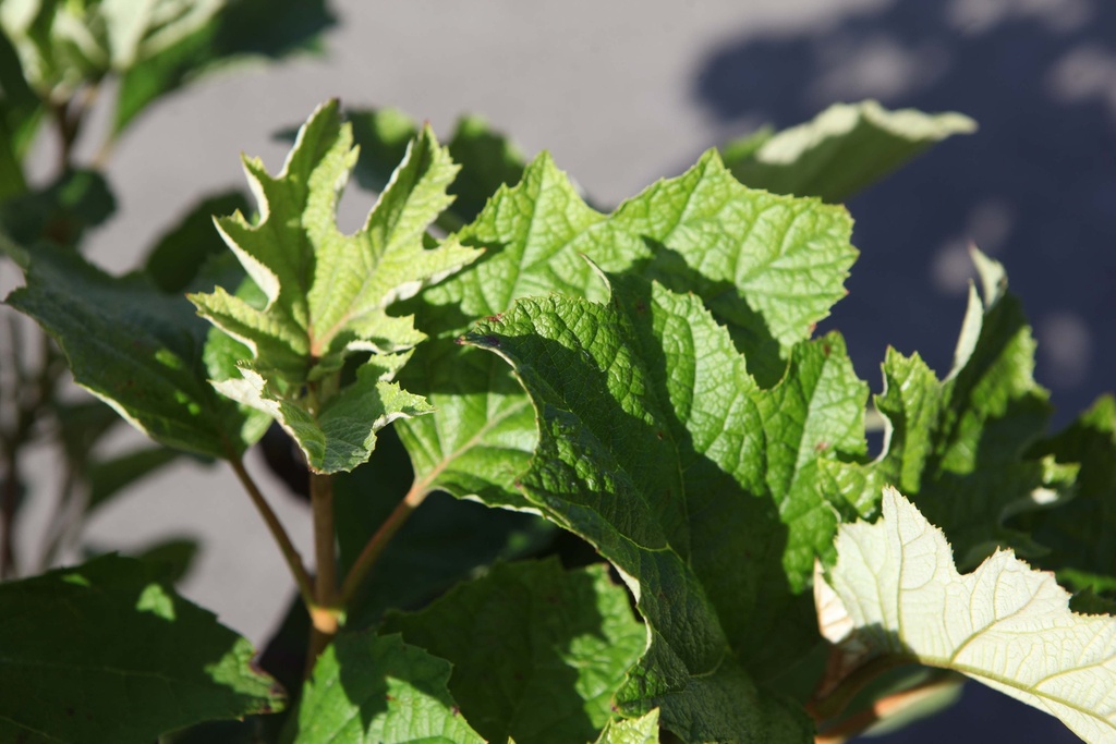 HYDRANGEA QUERCIFOLIA PROVEN WINNERS® GATSBY GIRL®