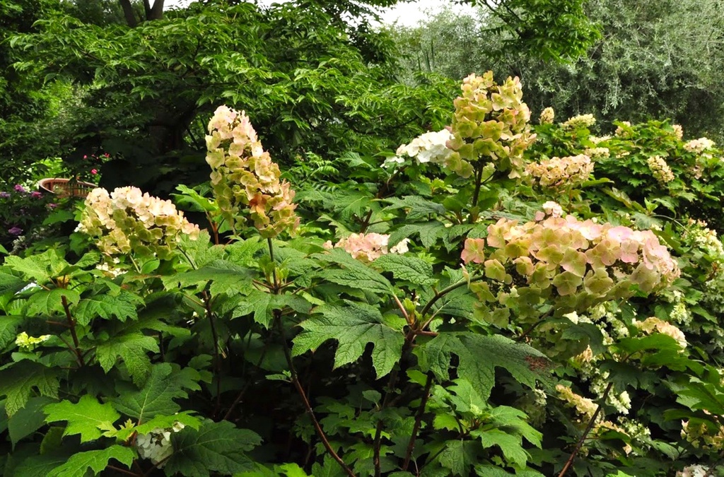 HYDRANGEA QUERCIFOLIA SNOW QUEEN®