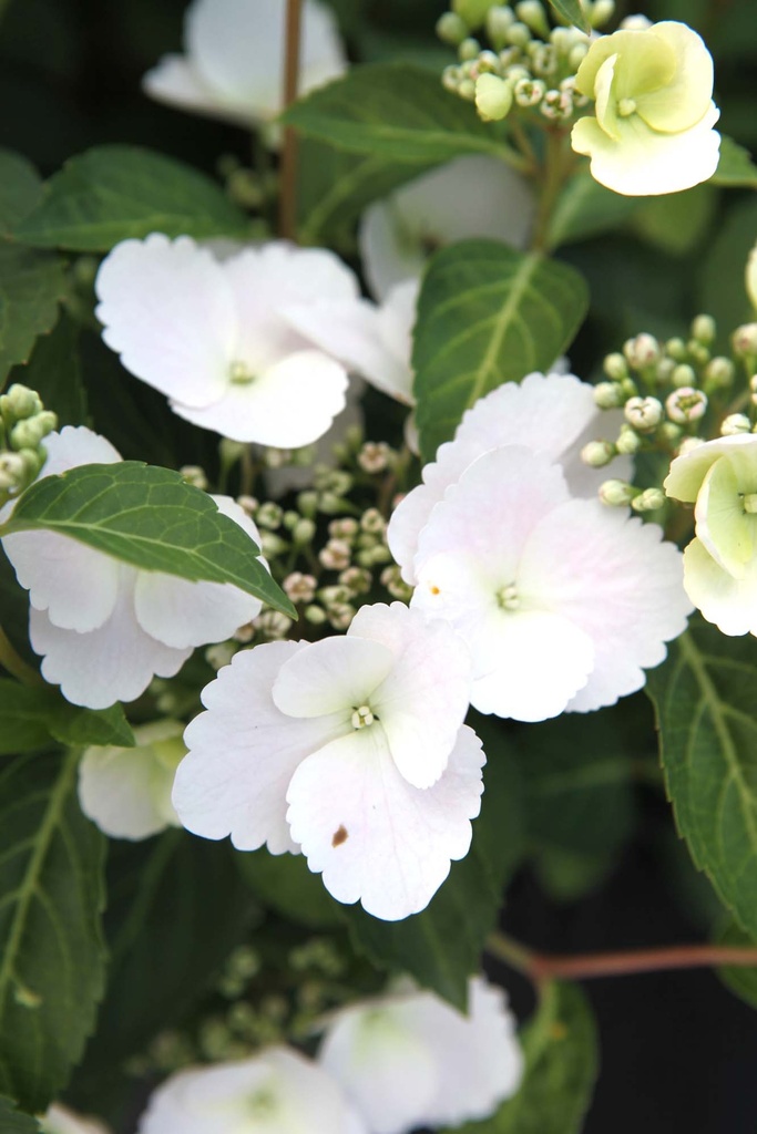 HYDRANGEA RUNAWAY BRIDE®