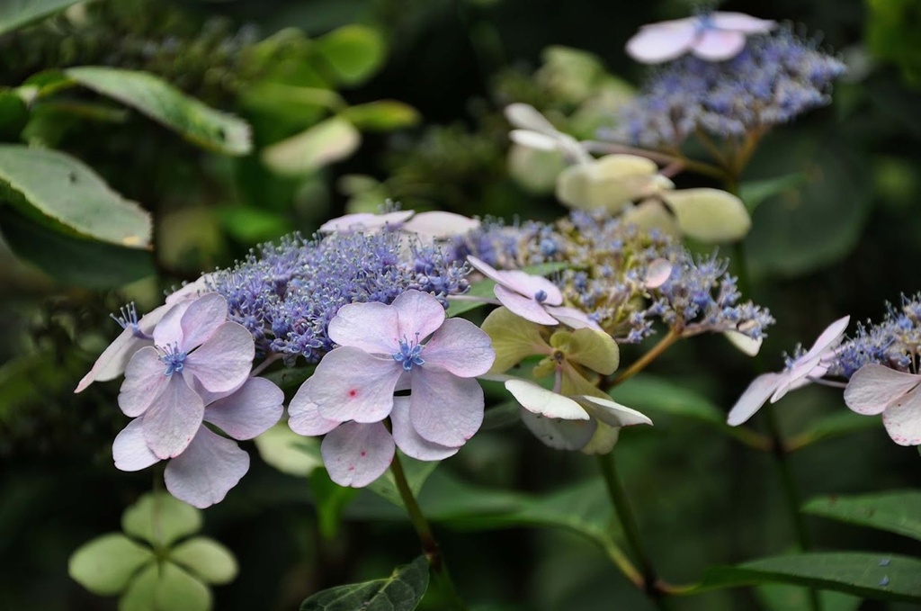 HYDRANGEA SERRATA 'BLUEBIRD'