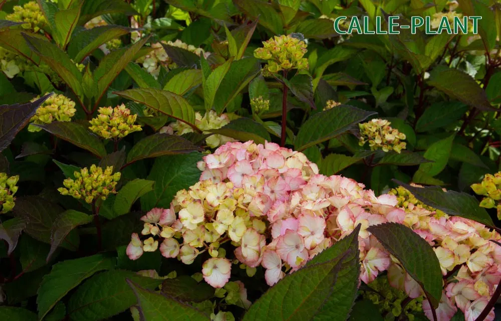 [HPR3] HYDRANGEA SERRATA 'PREZIOSA' (Pot 3 litres, 25-30 cm)