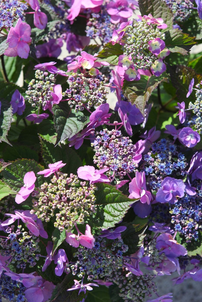 HYDRANGEA SERRATA PROVEN WINNERS® FLAIR & FLAVOURS® BLUEBERRY CHEESECAKE