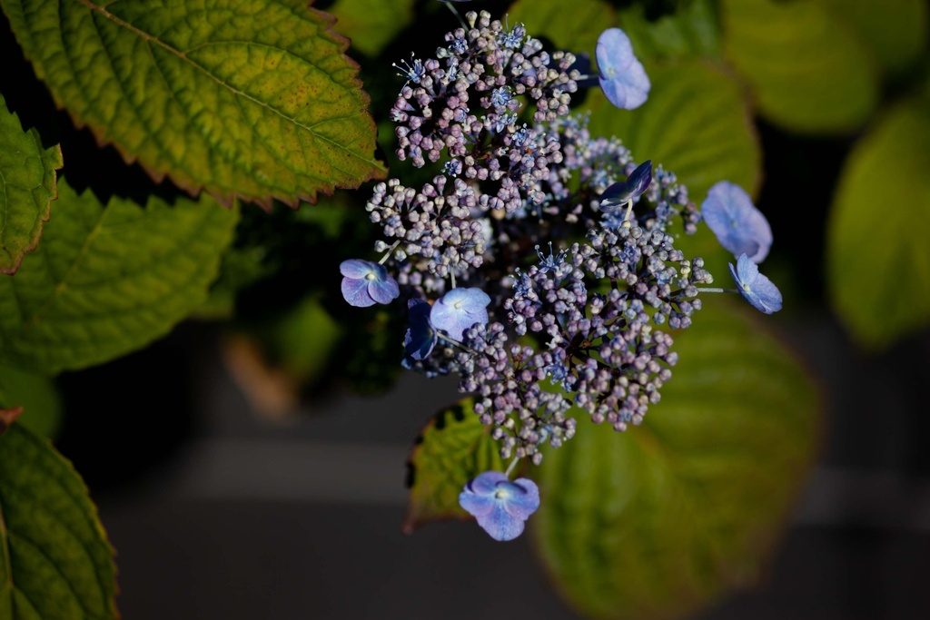 HYDRANGEA SERRATA 'VEERLE'