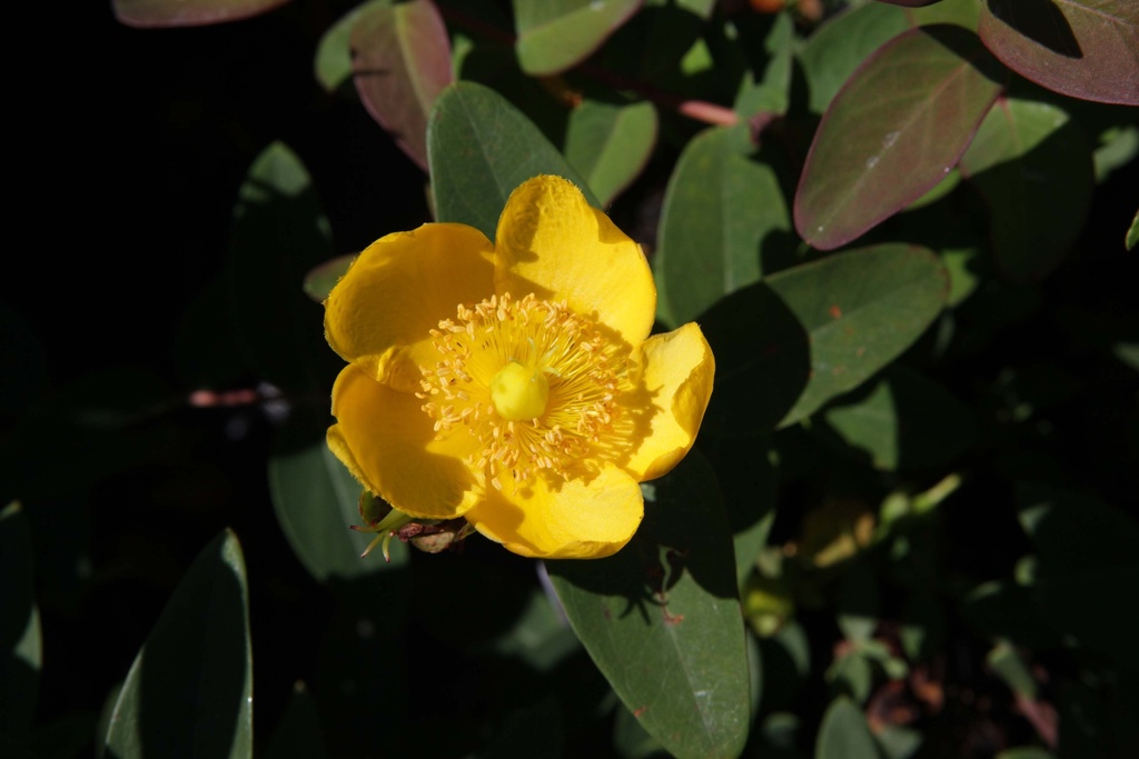 HYPERICUM DUMMERI 'PETER DUMMER'