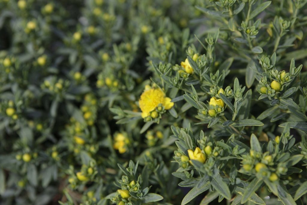 HYPERICUM KALMIANUM 'BLUE VELVET'